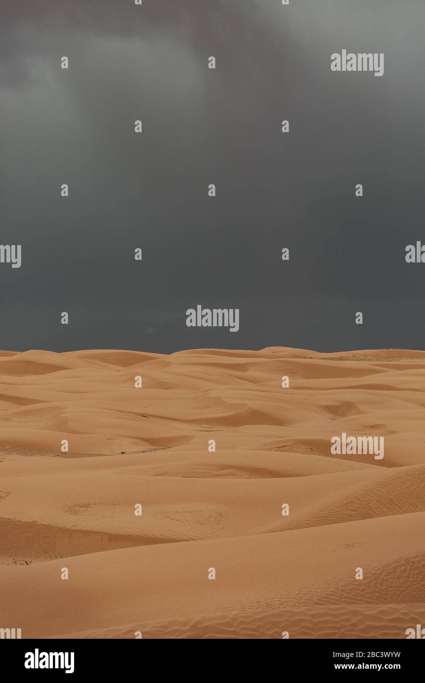 goldene Sanddünen an seltenen Regentagen in den Wüsten von utah Stockfoto