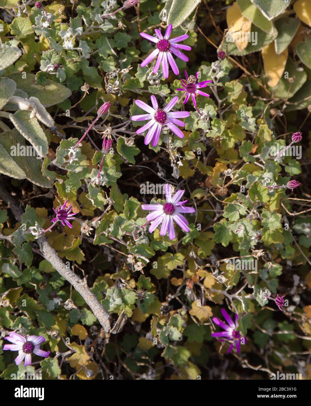 Endemic to teneriffa Fotos und Bildmaterial in hoher Auflösung Alamy