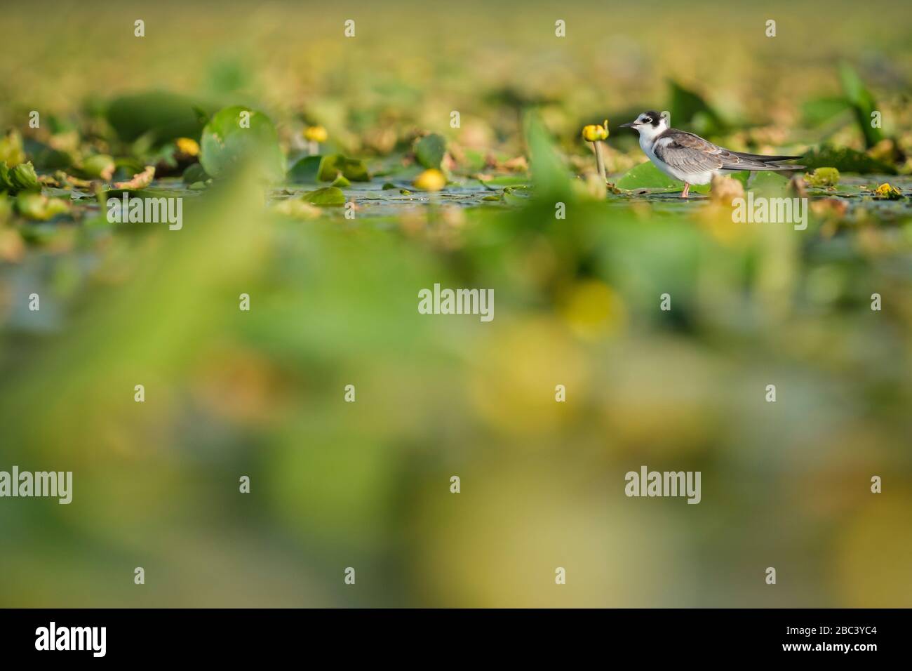 Schwarze Tern (Chlidonias niger), juvenil in Habitat. Nemunas Delta. Litauen. Stockfoto