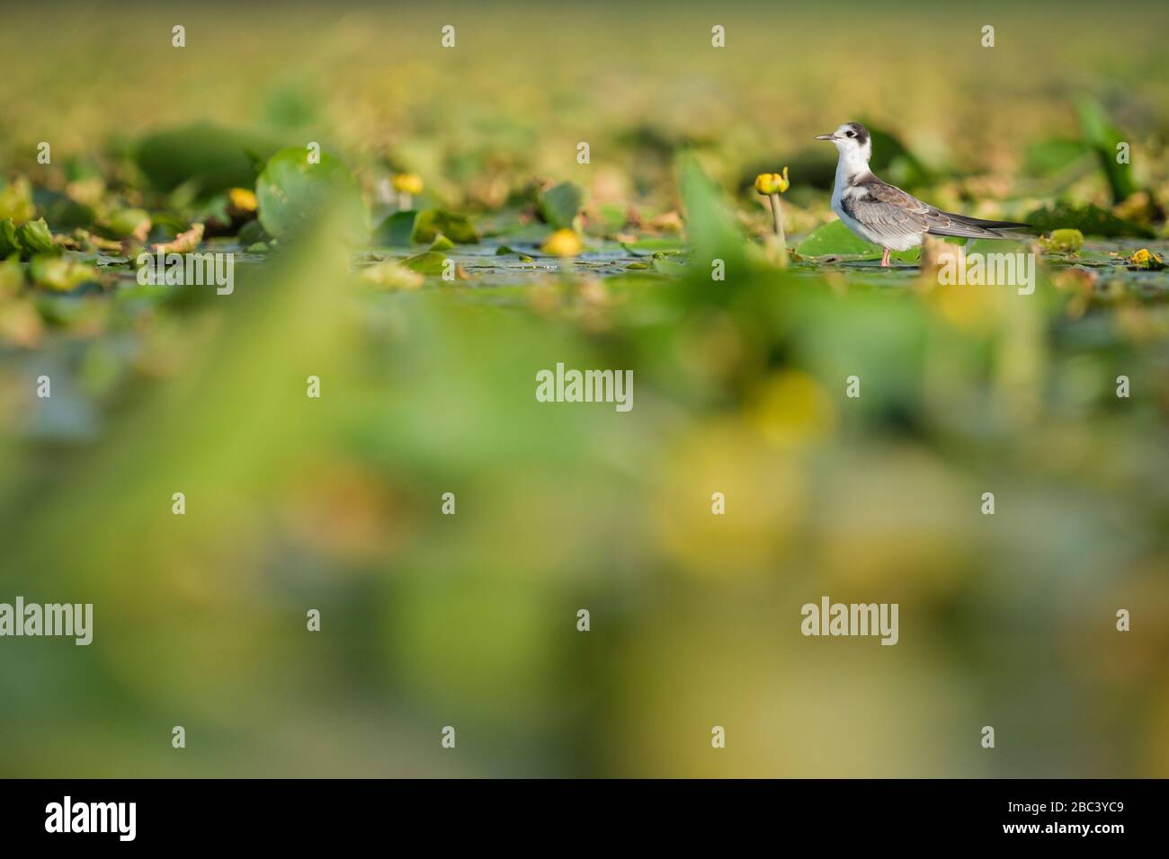 Schwarze Tern (Chlidonias niger), juvenil in Habitat. Nemunas Delta. Litauen. Stockfoto