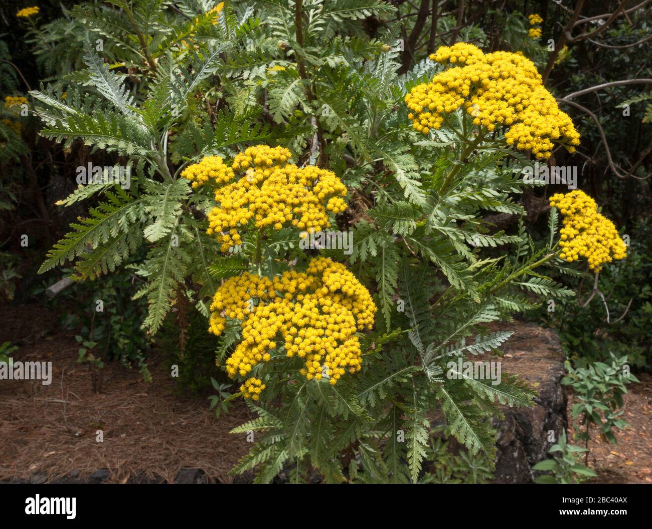 Gonospermum Canariense ssp. Canariense, La Palma endemische Subspezies der Familie Asteraceae Stockfoto