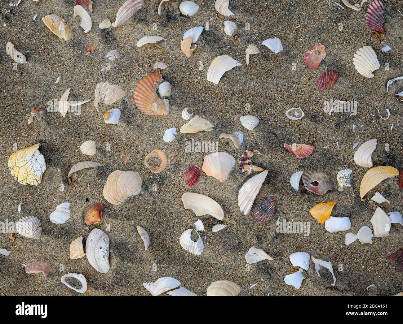 Meeresschalen am Strand von Isla Santo Domingo; Bahia Magdalena, Baja California sur, Mexiko. Stockfoto