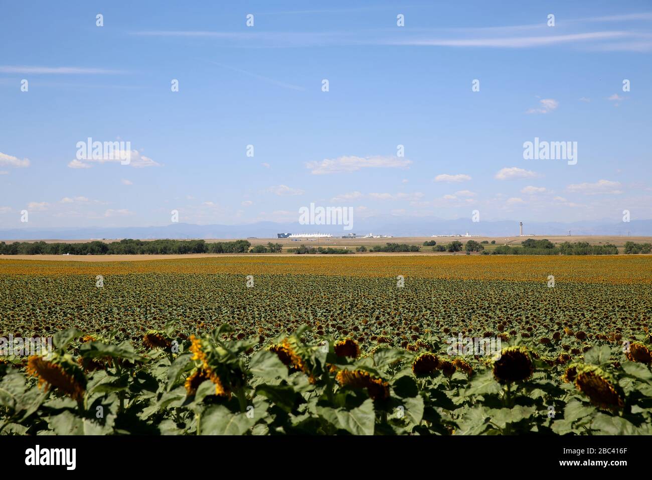 Schöne Sonnenblume in Colorado mit den Rocky Mountains im Hintergrund Stockfoto