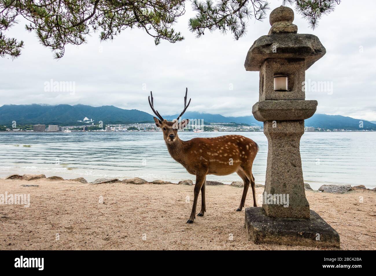 Ein wilder Hirsch auf der Miyajima-Insel (Itsukushima) in der Nähe einer Steinlaterne, Japan Stockfoto