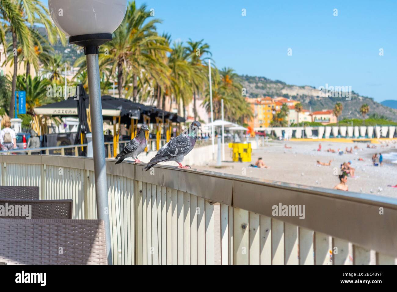 Zwei melierte Tauben stehen auf einem Café-Geländer mit Blick auf Strand und Meer in der französischen Mittelmeerstadt Menton an der französischen Riviera. Stockfoto