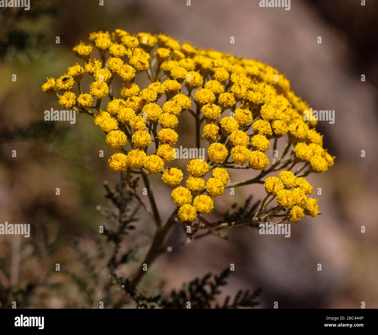 Gonospermum fruticosum Fotos und Bildmaterial in hoher Auflösung Alamy