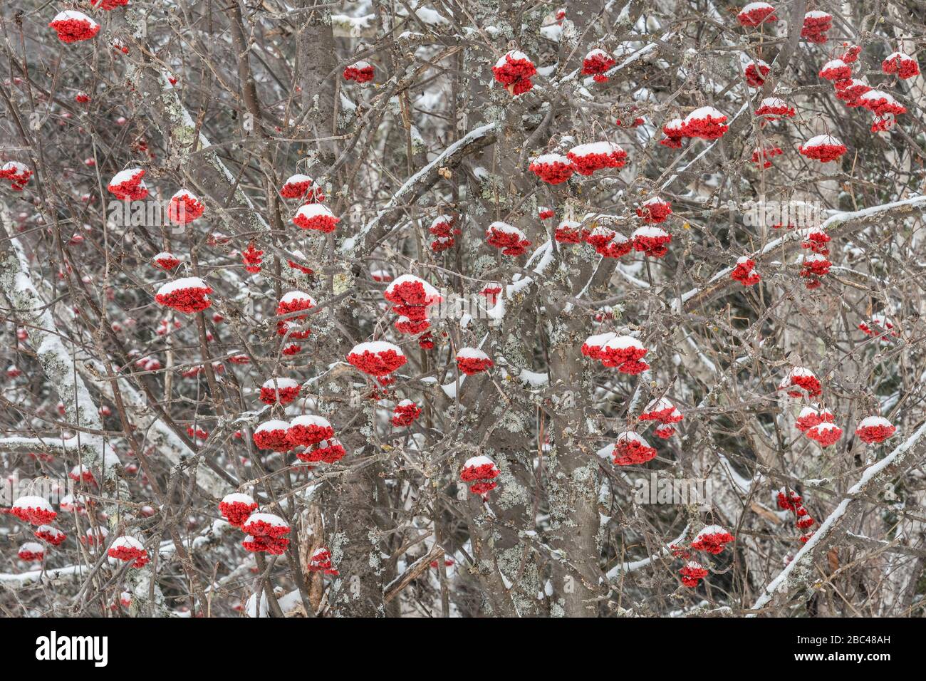 American Mountain Ash Tree with Beeren, Winter, Minnesota, USA, von Dominique Braud/Dembinsky Photo Assoc Stockfoto