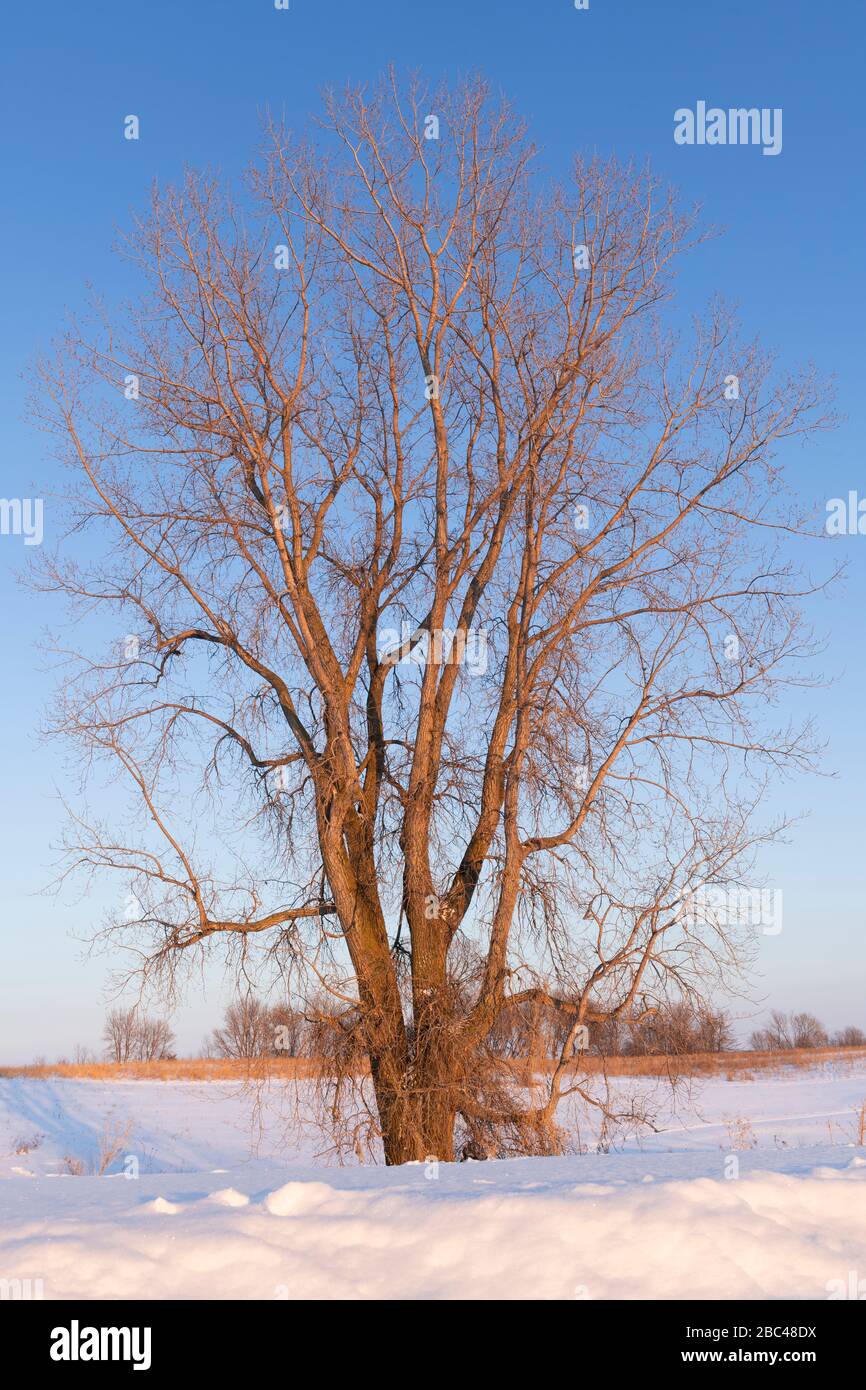 Eastern Cottonwood (Populus deltoides), klarer Wintertag, von Dominique Braud/Dembinsky Photo Assoc Stockfoto