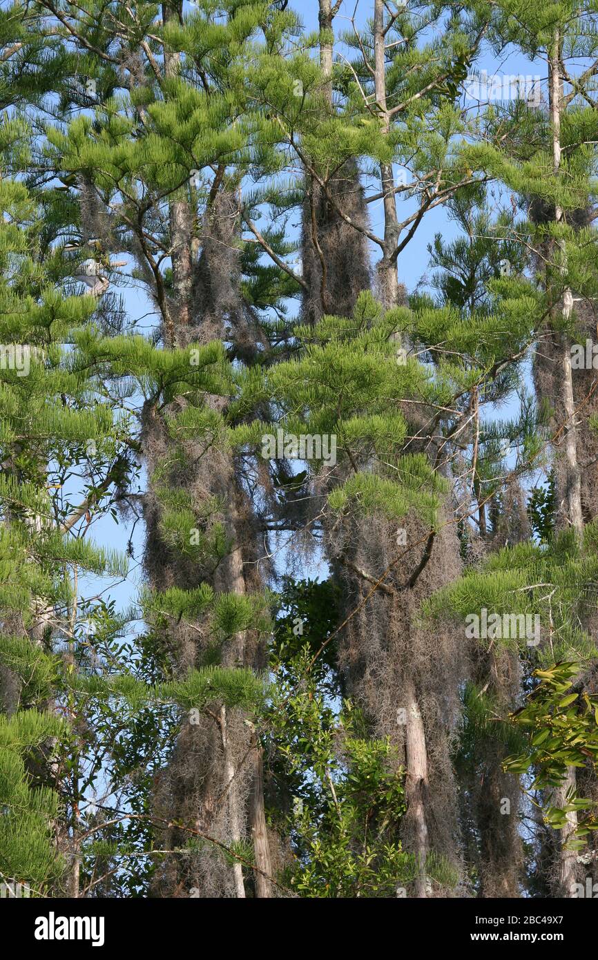 Glatze Cypress, (Taxodium distichum), mit Spanish Moss, Okefenokee Swamp, Georgia und Florida, USA, von Dembinsky Photo Associates Stockfoto