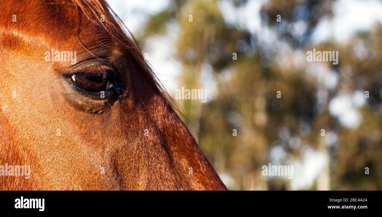 Nahaufnahme des Auges und der Gesichtsseite eines Pferdes Stockfoto