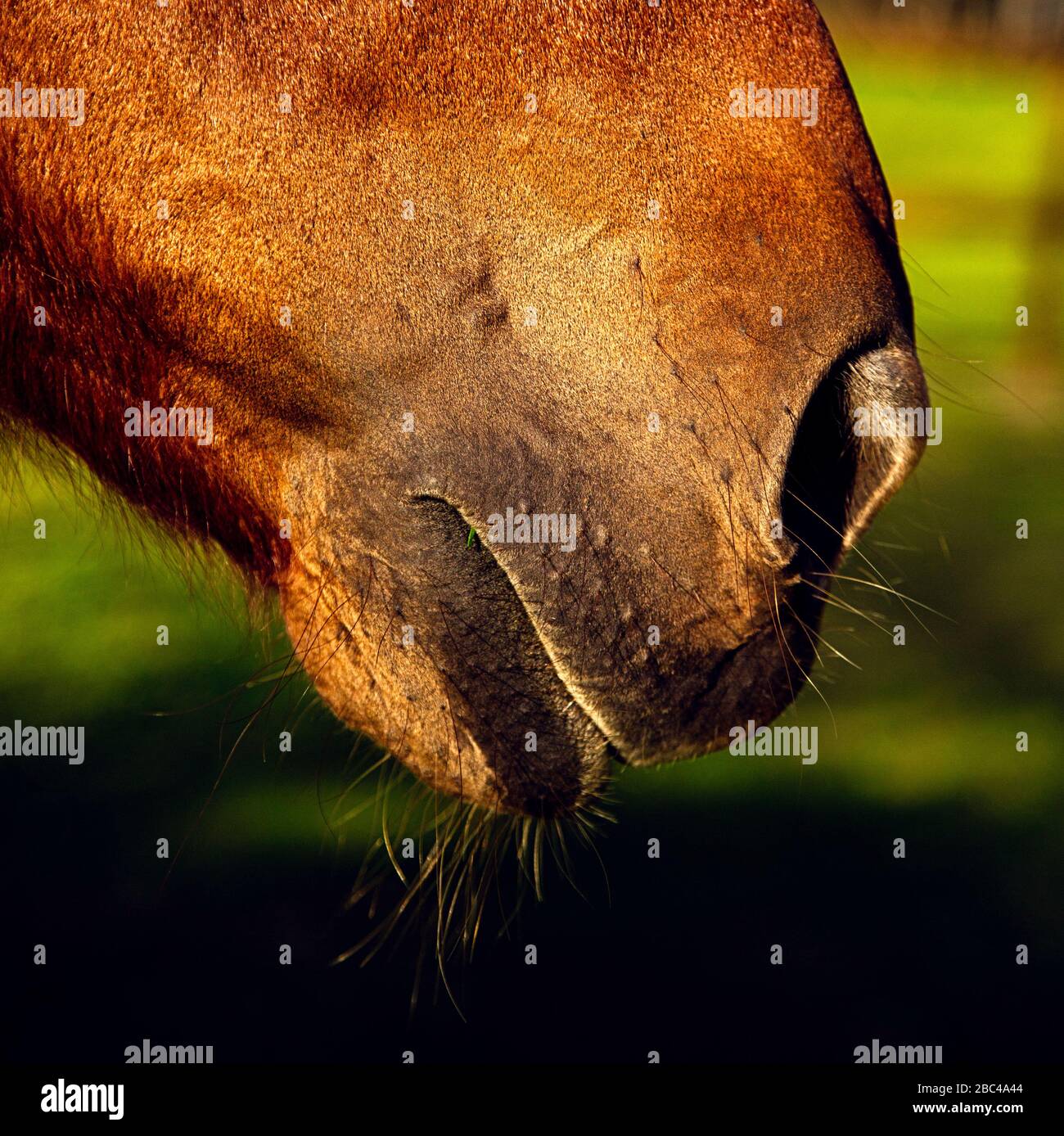 Nahaufnahme der Schnauze eines Pferdes, die Nasenloch, Mund, Kinn und Whisker zeigt Stockfoto