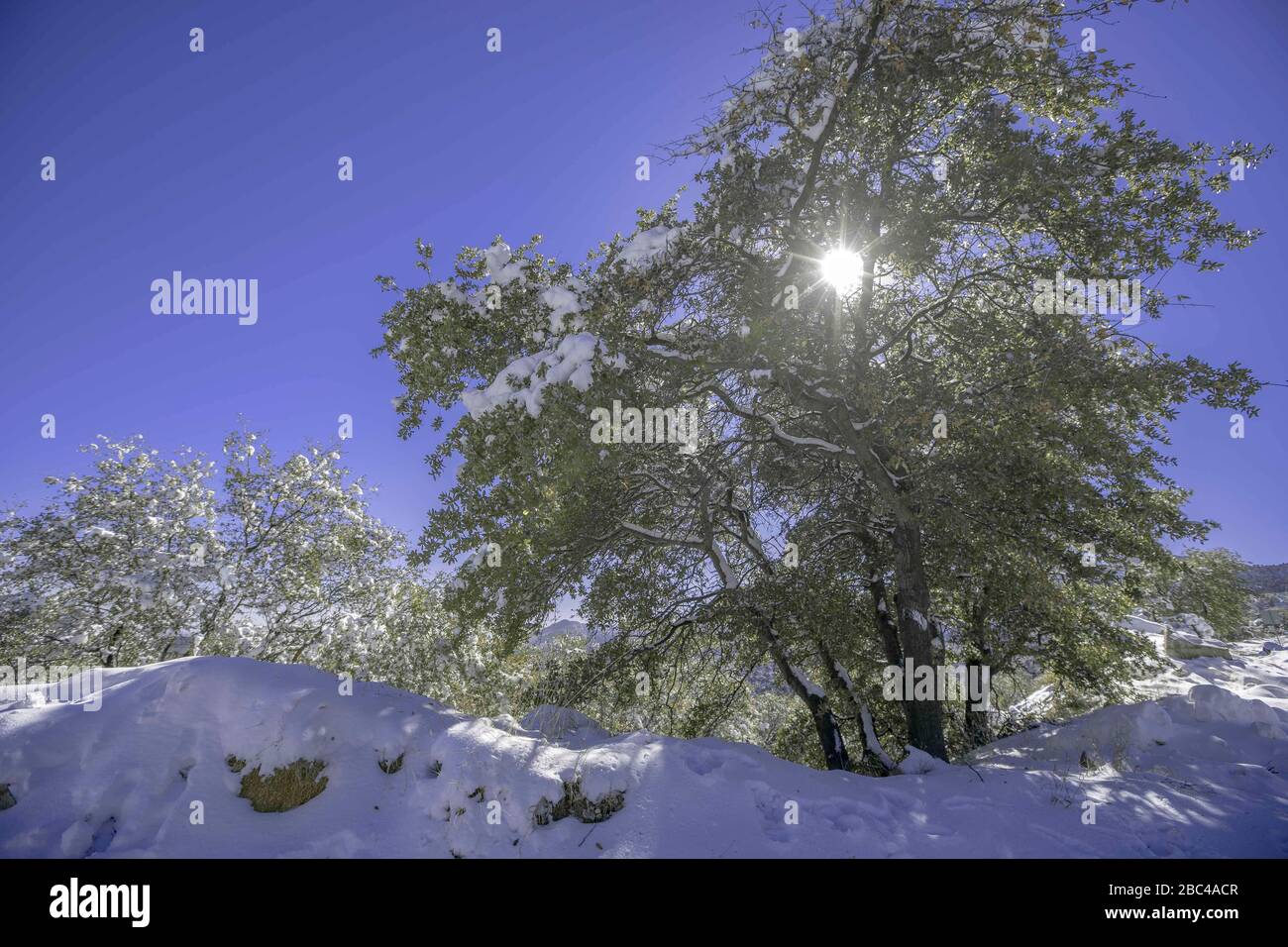 Ein Sonnenstrahl durchdringt die Blätter und Äste der Eiche, an einem Tag mit klarem Himmel und blauem Himmel. Winter in Cananea, Sonora, Mexiko. Schnee auf den Bergen La Mariquita und Sierra Elenita. 2020. (Foto von: GerardoLopez / NortePhoto.com)... ... un rayo de luz de sol atraviesa las hojas y ramas de arbol encino, durante un dia con cielo despejado y cielo azul. Invierno en Cananea, Sonora, Mexiko. Nieve en la siera la Mariquita y sierra Elenita . 2020. (Foto von: GerardoLopez/NortePhoto.com ) Stockfoto