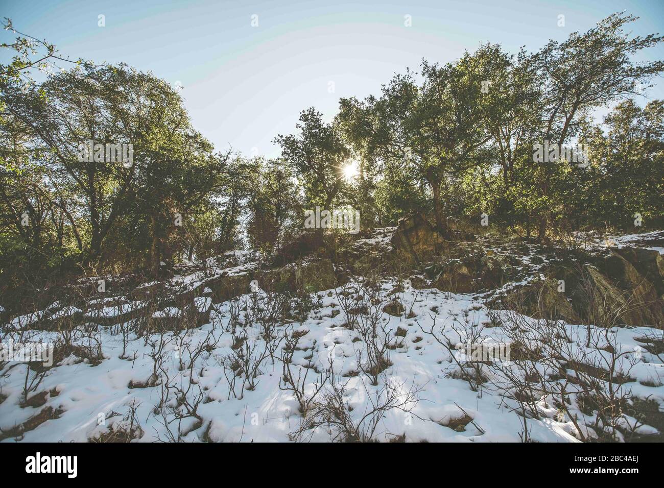 Ein Sonnenstrahl durchdringt die Blätter und Äste der Eiche, an einem Tag mit klarem Himmel und blauem Himmel. Winter in Cananea, Sonora, Mexiko. Schnee auf den Bergen La Mariquita und Sierra Elenita. 2020. (Foto von: GerardoLopez / NortePhoto.com)... ... un rayo de luz de sol atraviesa las hojas y ramas de arbol encino, durante un dia con cielo despejado y cielo azul. Invierno en Cananea, Sonora, Mexiko. Nieve en la siera la Mariquita y sierra Elenita . 2020. (Foto von: GerardoLopez/NortePhoto.com ) Stockfoto