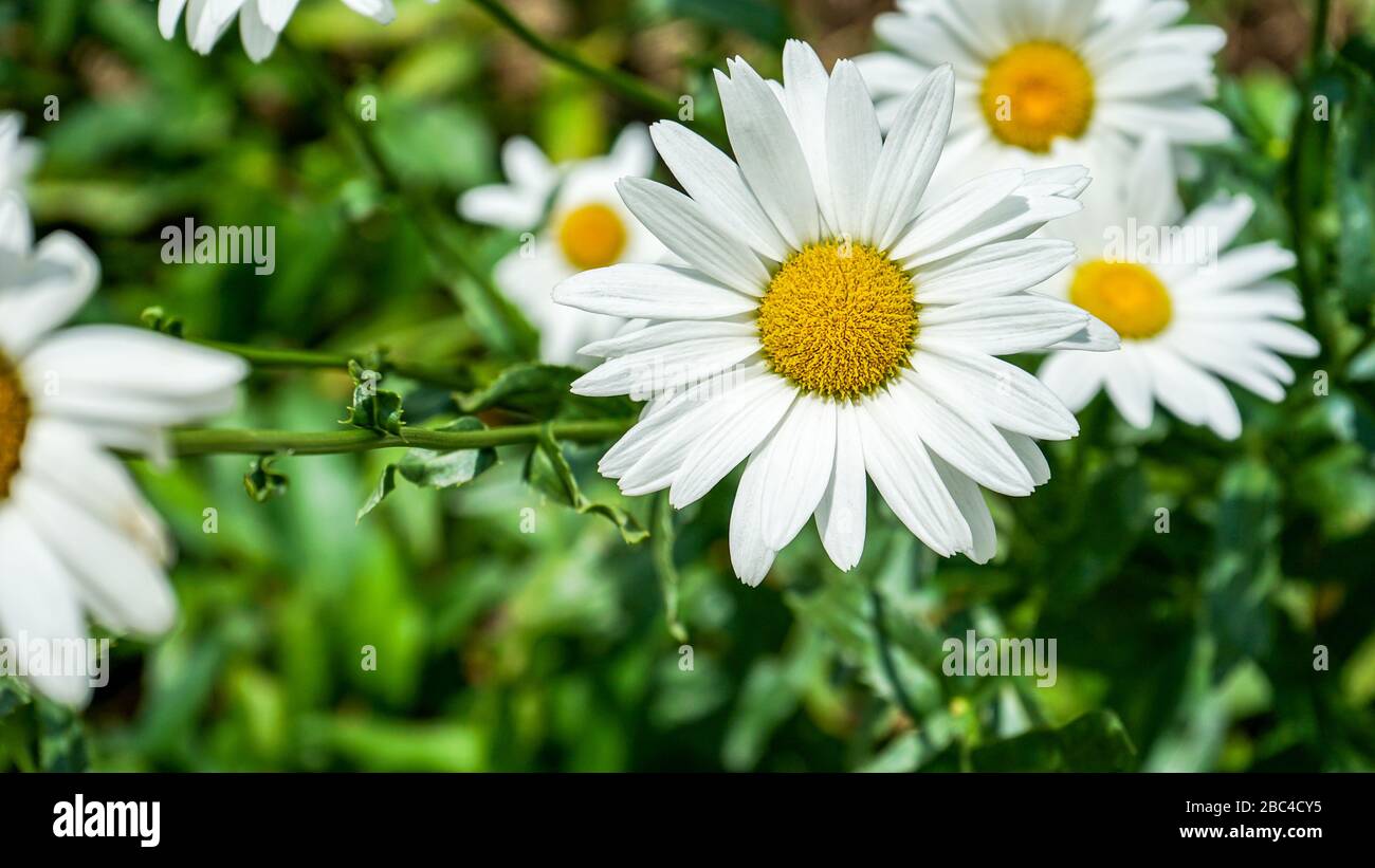 Schließen Sie weiße Sonnenblumen in einem Blumengarten Stockfoto