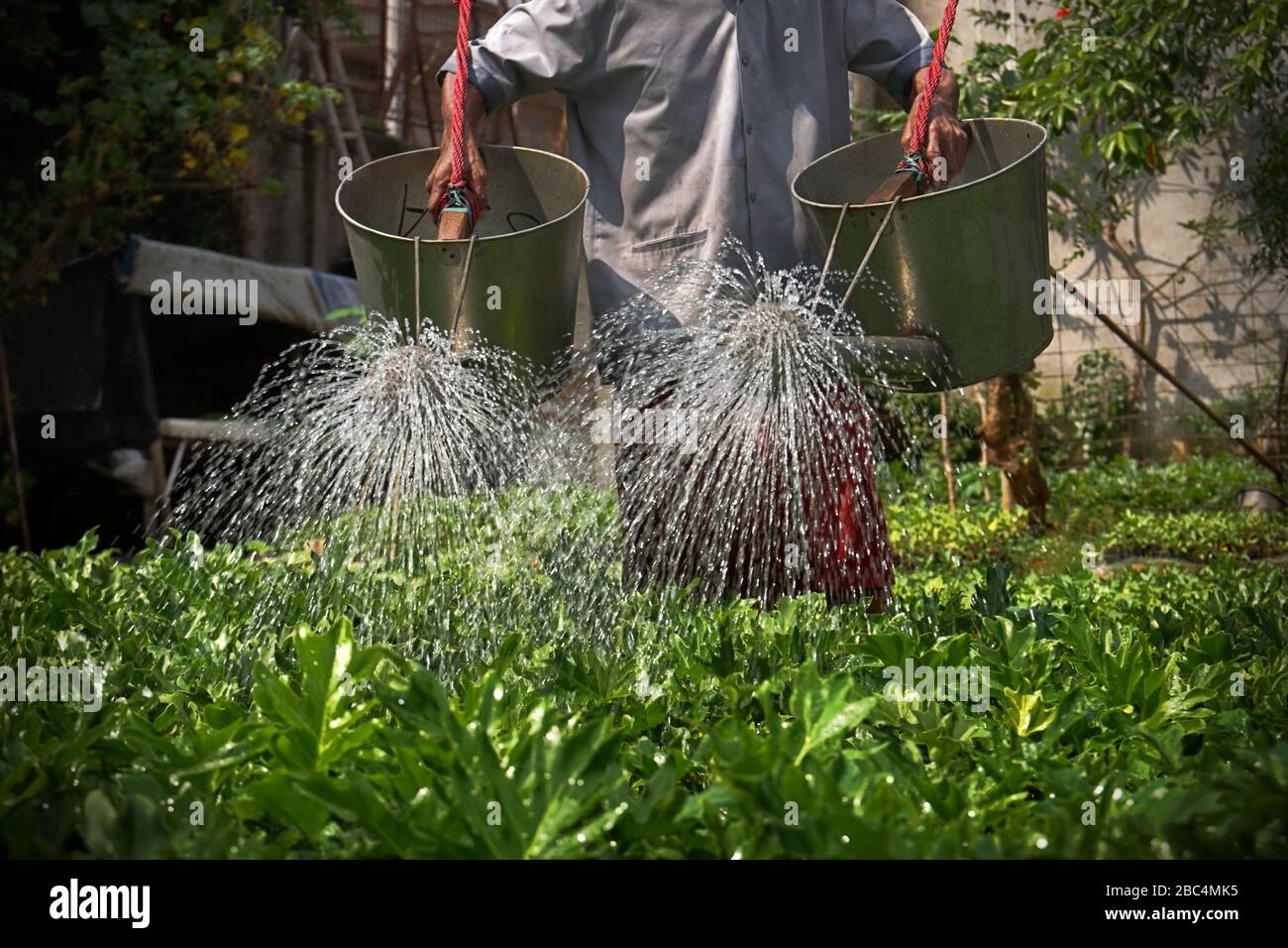 Man wässert Zierpflanzen im vorstädtischen Jakarta, Indonesien. Stockfoto