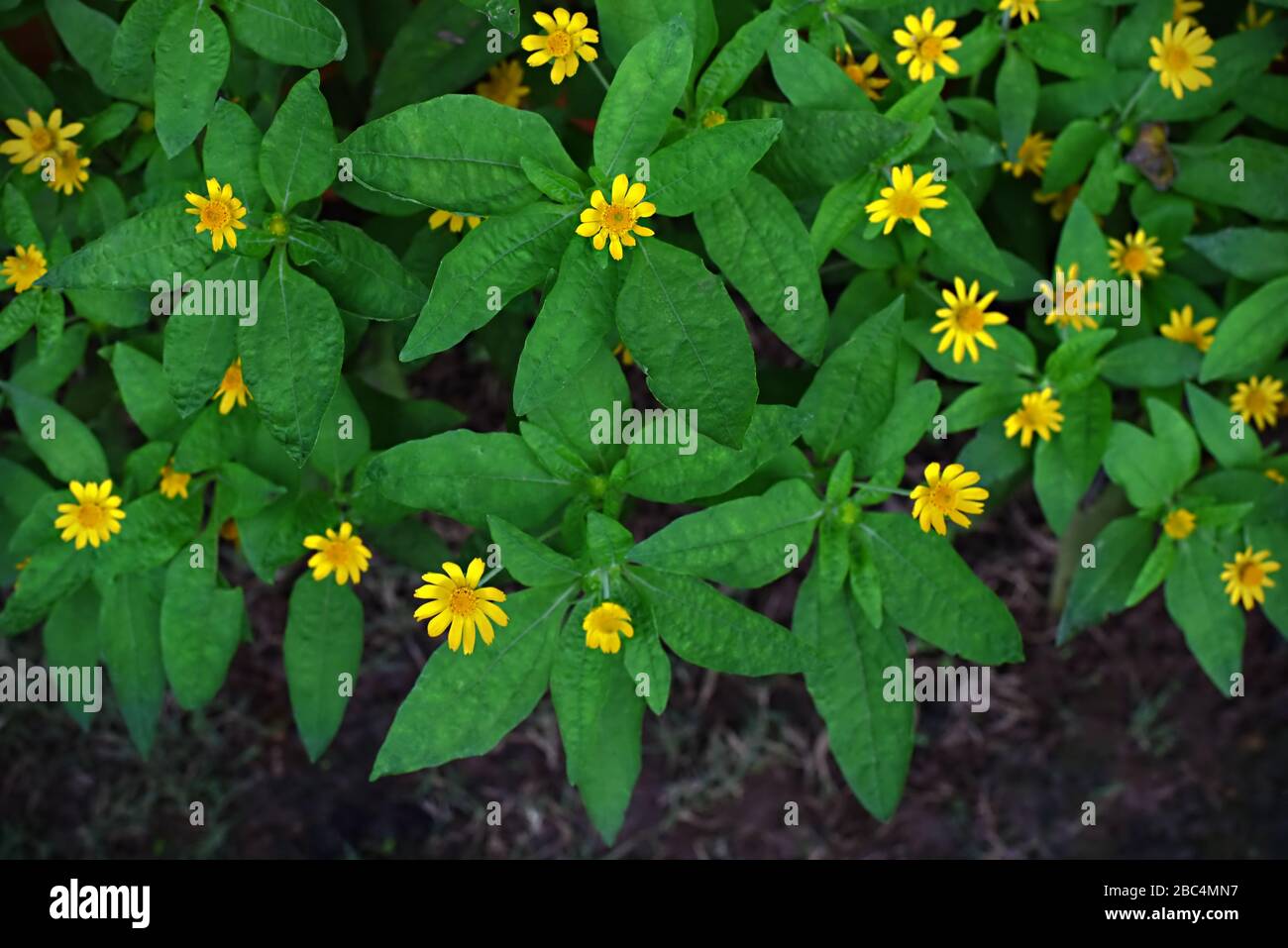 Gelbe Blumen mit grünen Blättern. Stockfoto