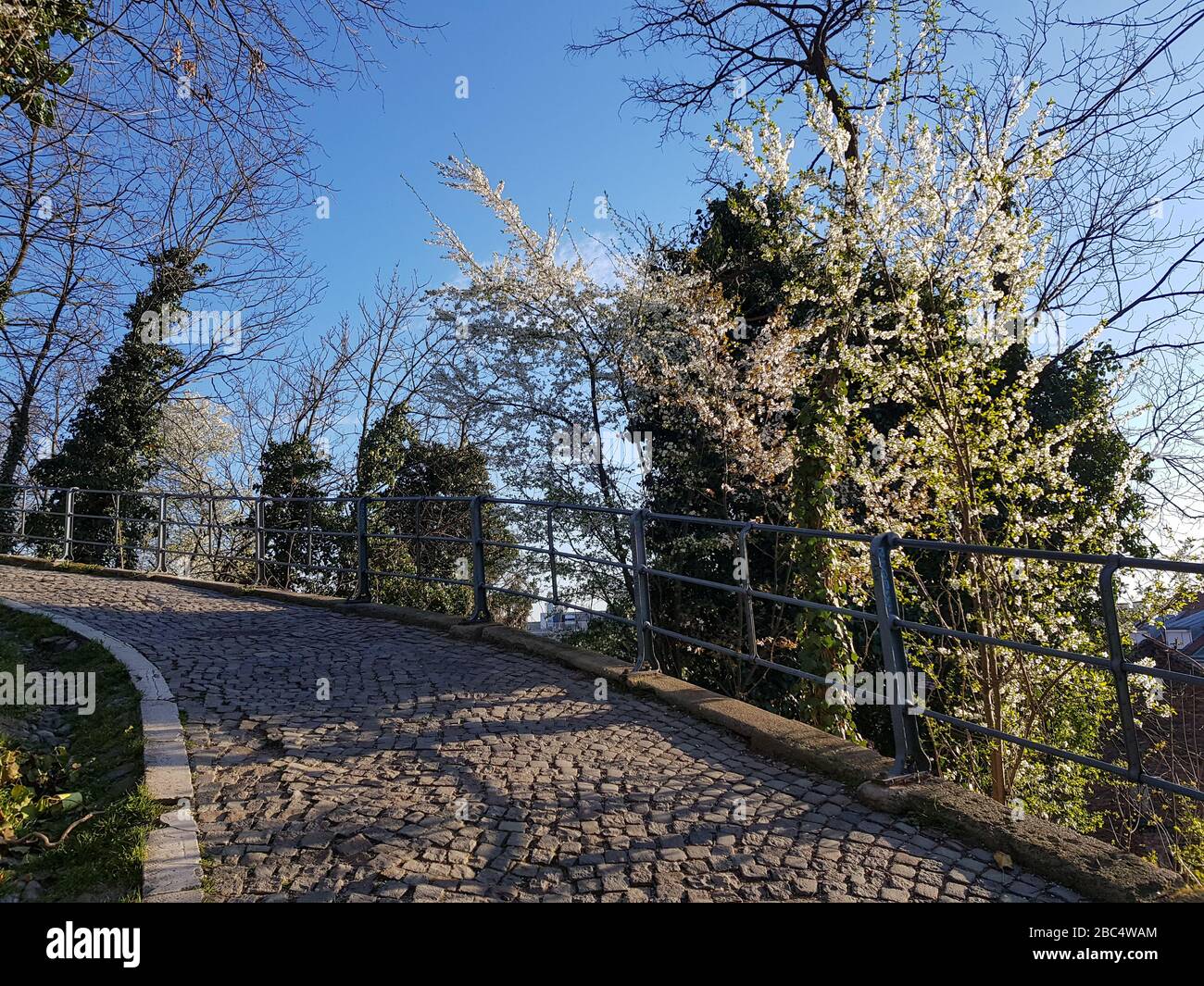 Der Baum an der strossmayer-promenade ist erblüht, Zagreb, Kroatien. Gefliester Hügel auf promenada. Stockfoto