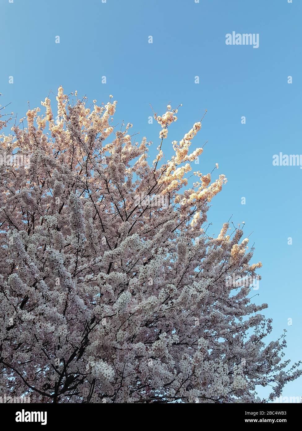 Baum gefüllt mit Kirschblumen und blauem klaren Himmel Stockfoto