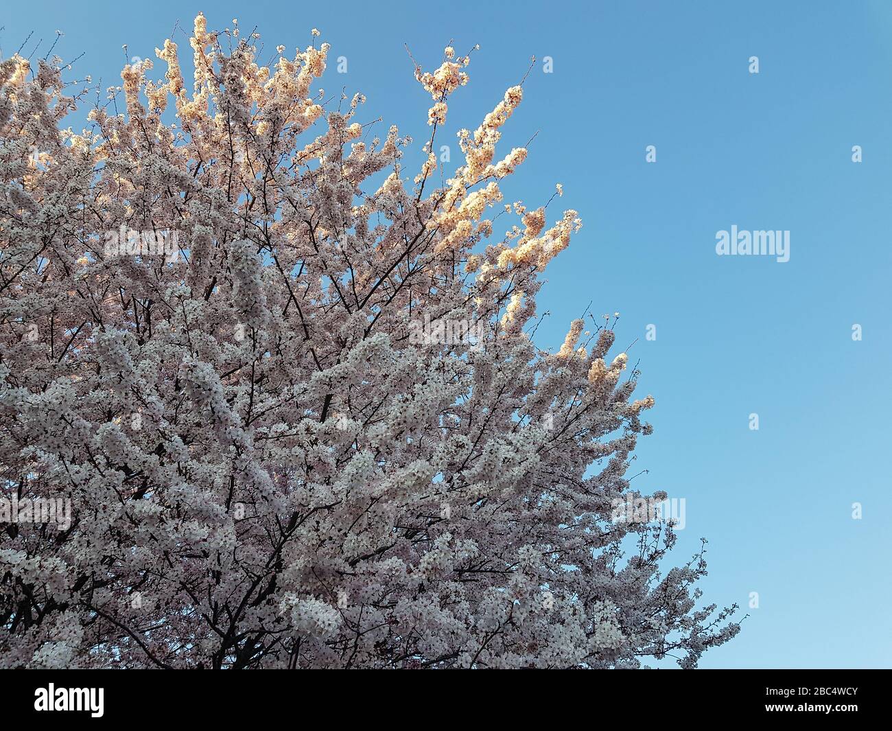 Baum gefüllt mit Kirschblumen und blauem klaren Himmel Stockfoto