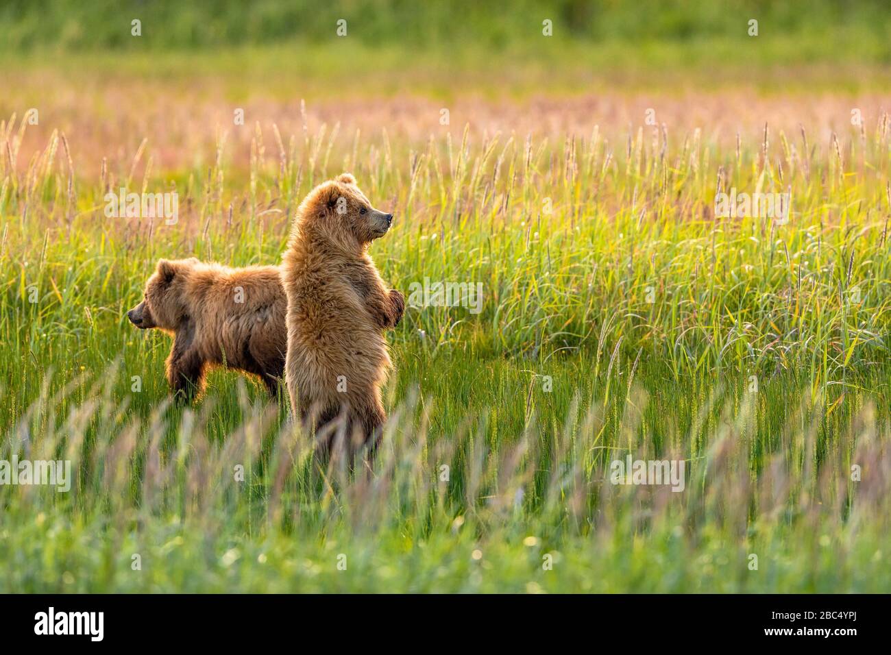 Zwei junge Bärenkuppen, die auf einem Feld spielen Stockfoto