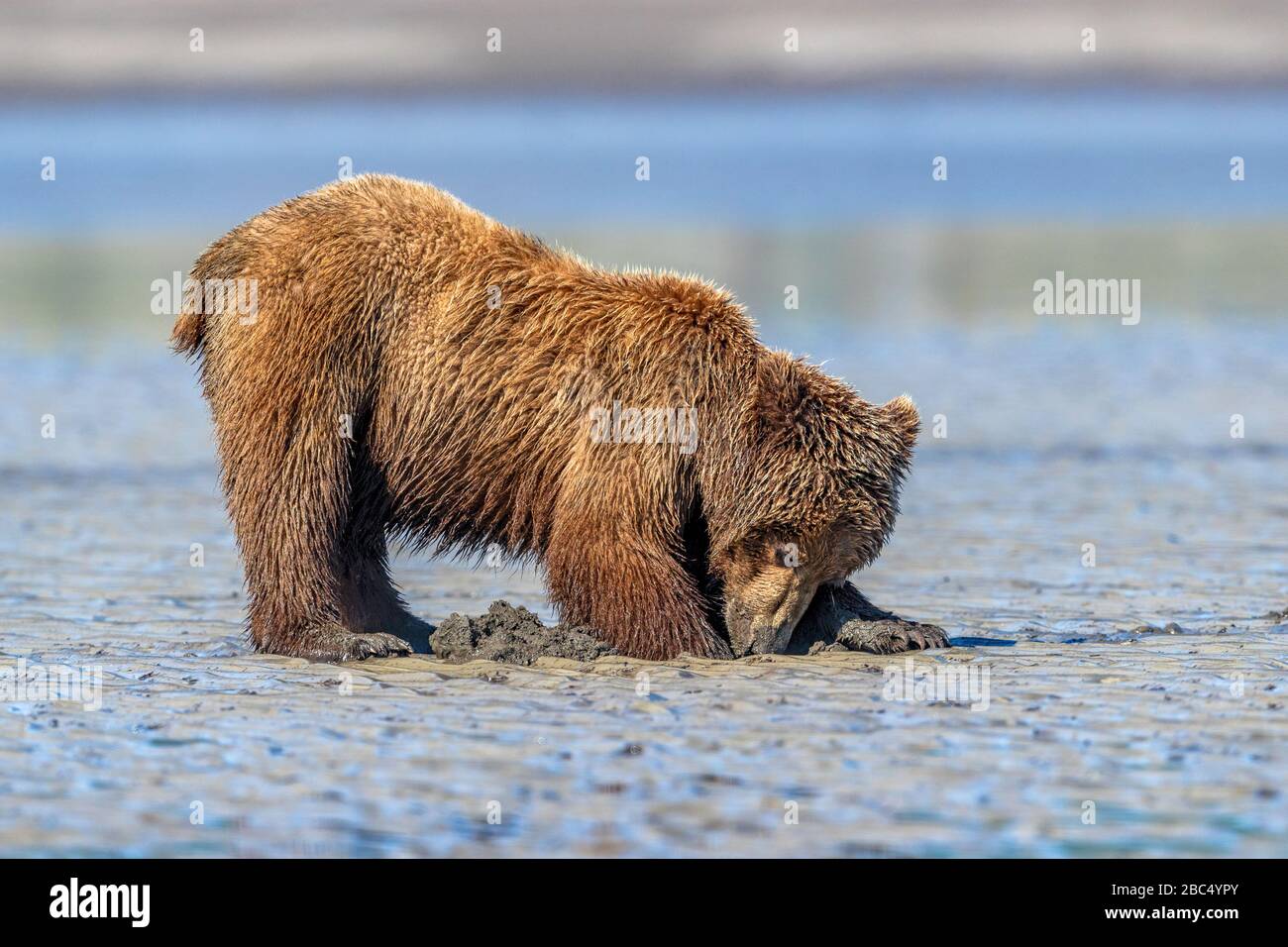 Jungbärenkuppe, die am Strand in Alaska nach Muscheln graben Stockfoto