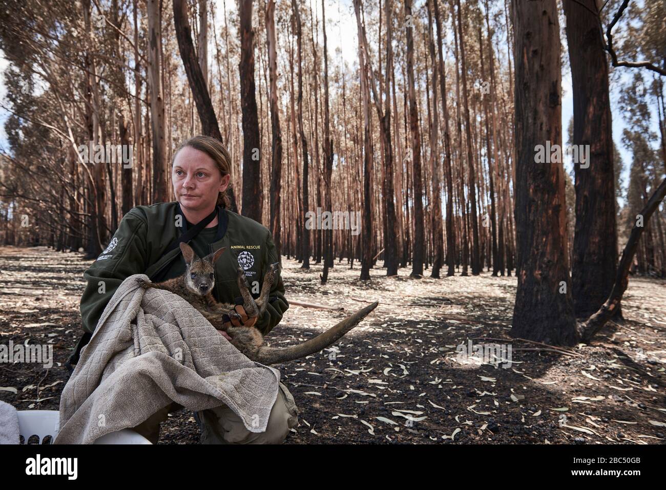 Kelly Donithan von der Humane Society International rettet ein Wallaby, das durch die Buschfeuer tödlich verletzt wird. Stockfoto