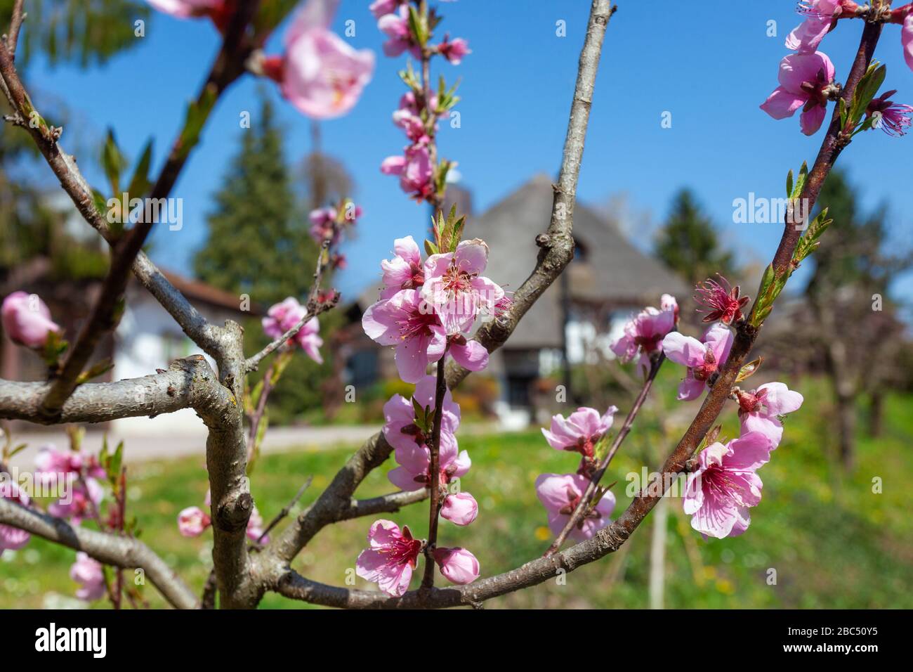 Blumen in Fornt des traditionellen ländlichen Hauses mit Reetdach in der Region Podravina oder Kroatien Stockfoto