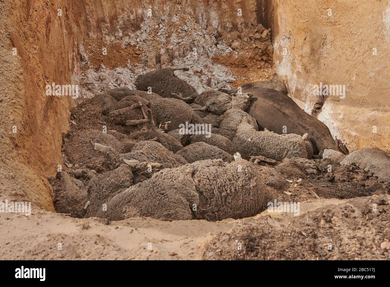 Simon Kelly an einer der vielen Gruben, die er graben musste, um alle seine Schafe zu begraben. Von 9000 Jahren musste er mehr als 5000 seiner Schafe begraben. Stockfoto