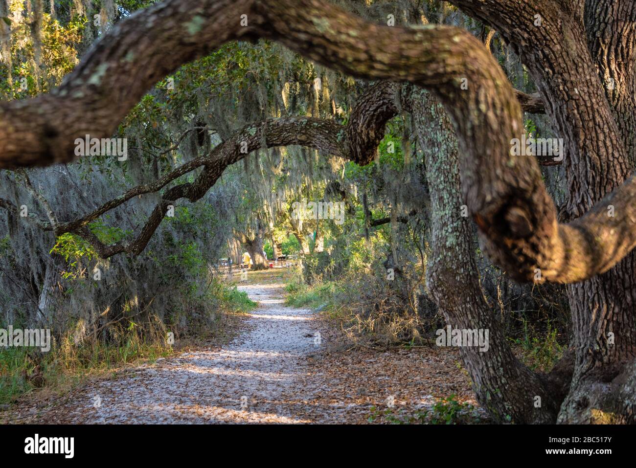 Lake Louisa State Park in Clermont, Florida, in der Nähe von Orlando. (USA) Stockfoto