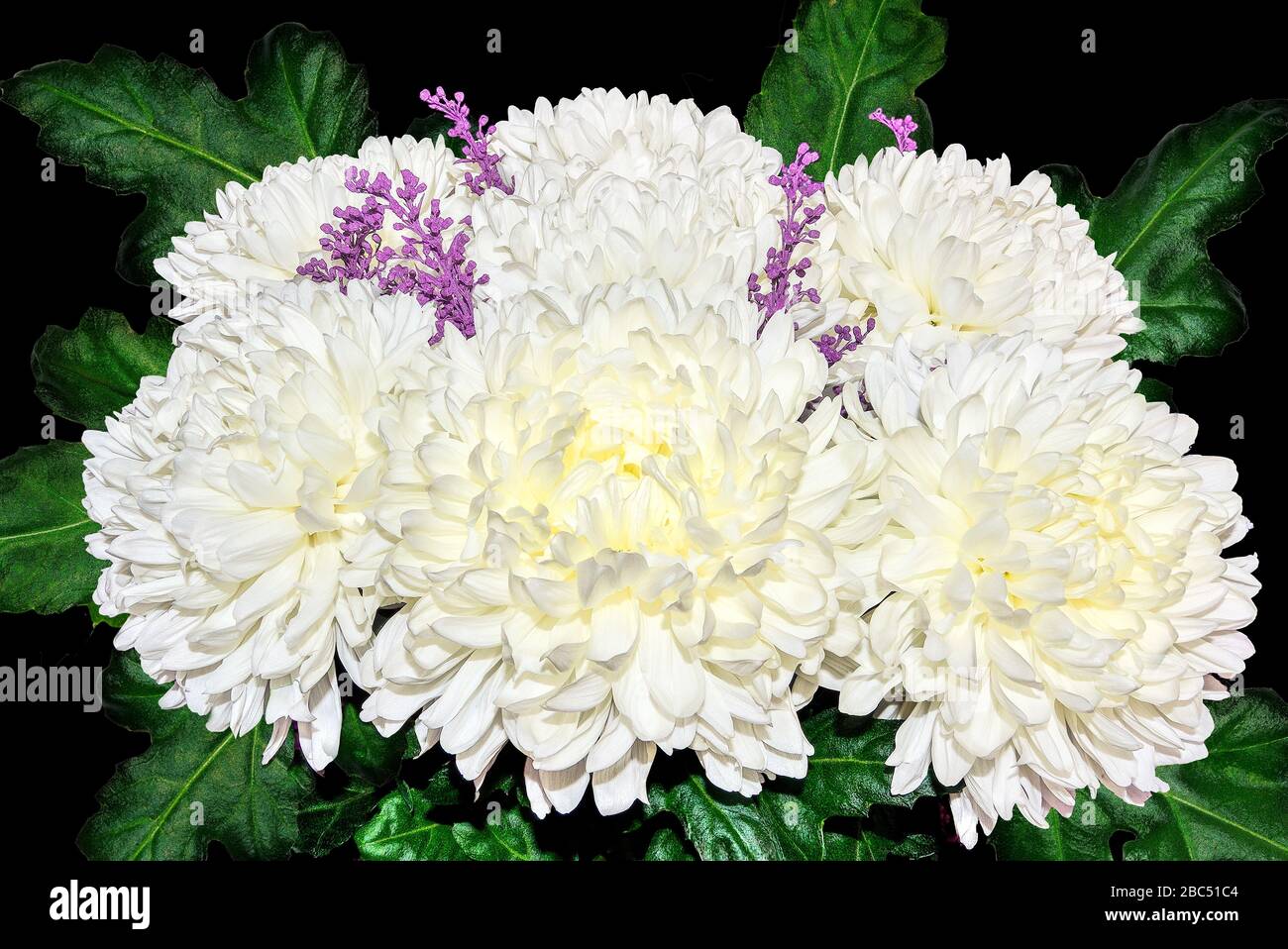 Vintage-Blumendesign - weißer Blumenstrauß mit Chrysanthemen und grünen Blättern auf schwarzem Hintergrund. Grußkarte für jeden freudigen oder festlichen EV Stockfoto