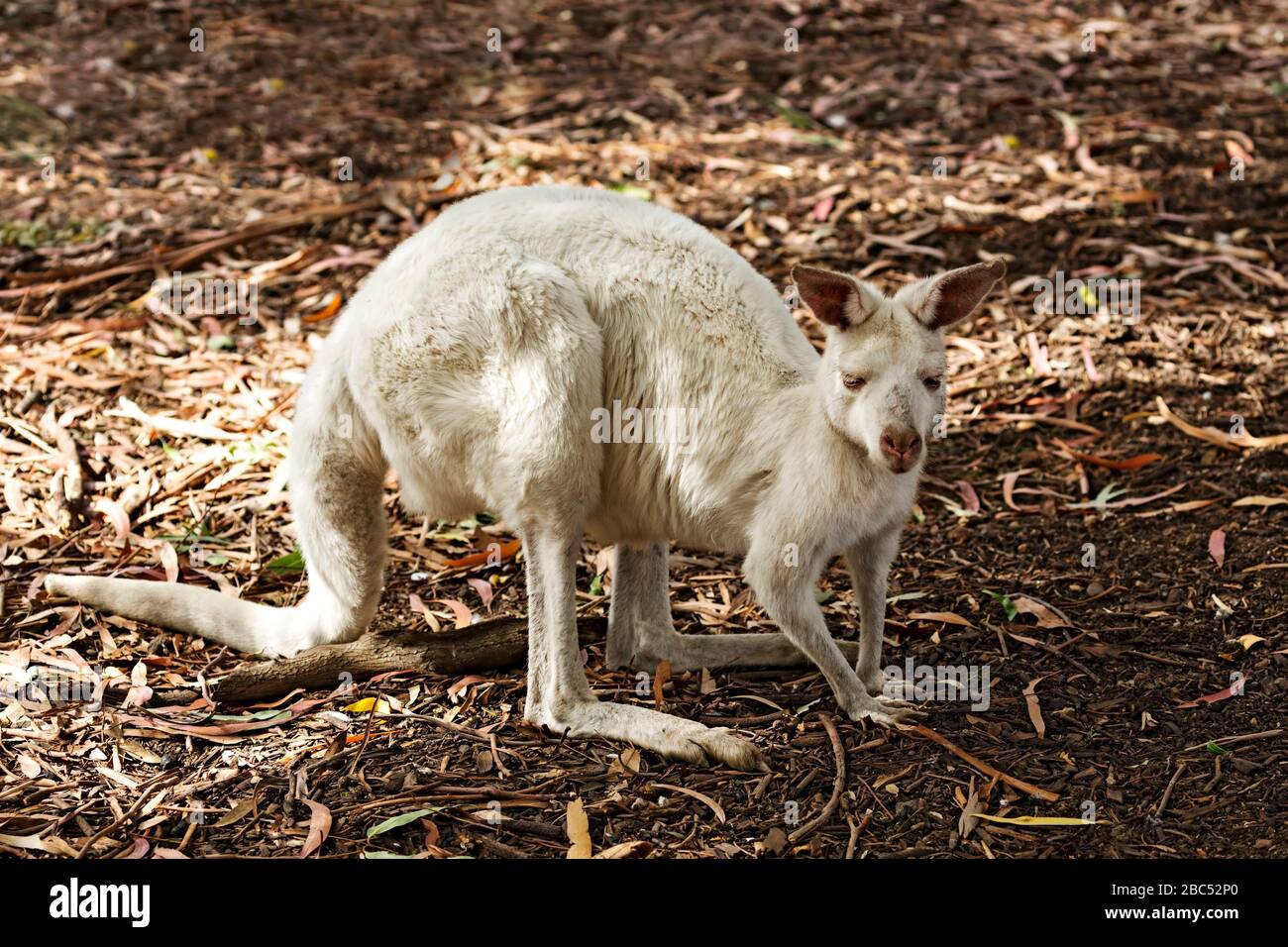 Säugetiere/Albino Australian Kangaroo in Halls GAP Zoo, Victoria Australia. Halls GAP Zoo ist der größte regionale Zoo und umfasst eine Fläche von 53 Hektar. Stockfoto