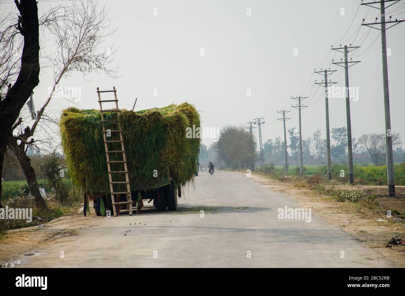 Ein LKW mit frisch geschnittener Seilage am Straßenrand in Kasur, Punjab. Stockfoto