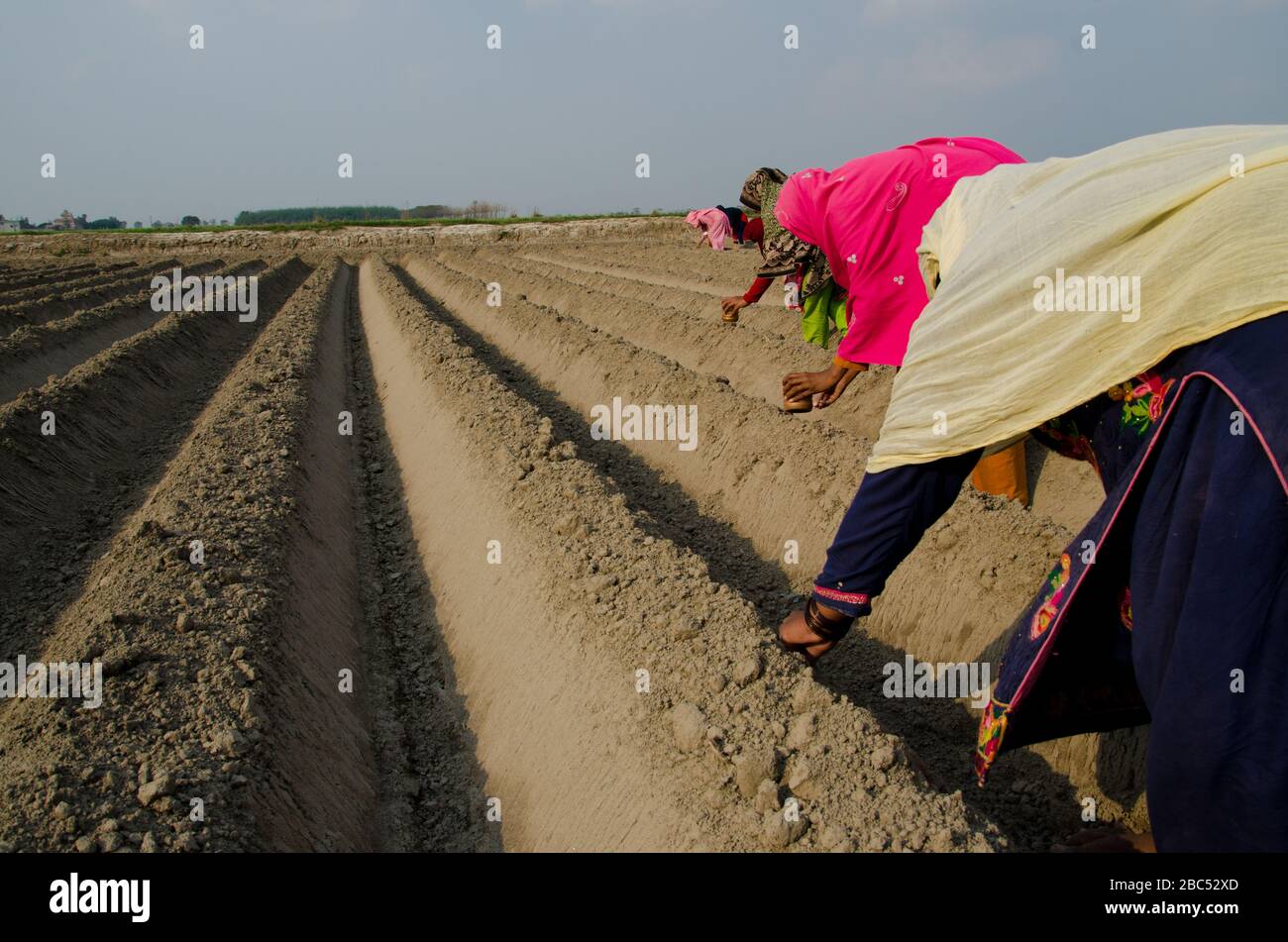 Frauen, die Maissamen auf einem Feld in Kasur, Punjab, Pakistan säen. Stockfoto
