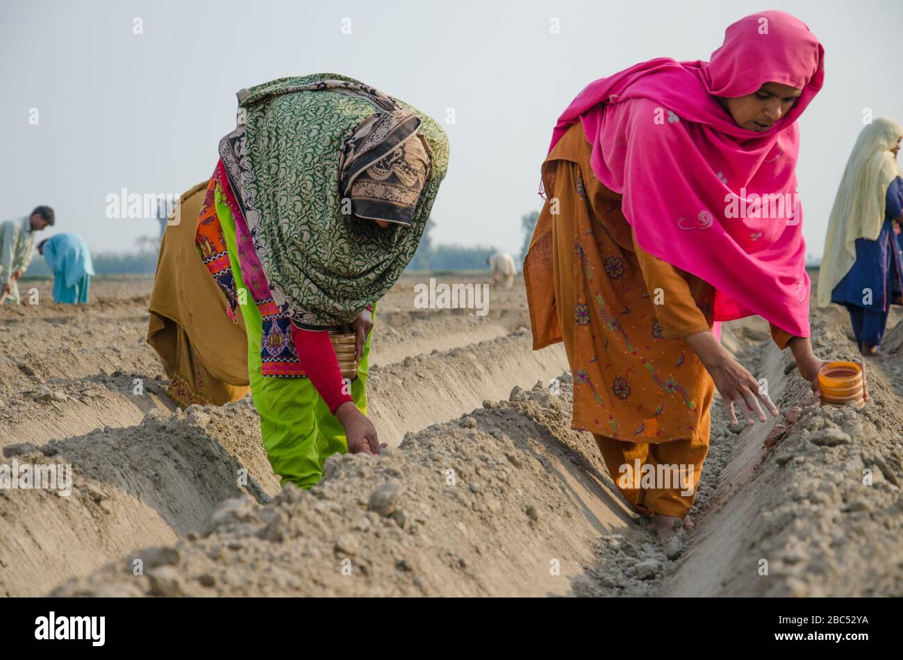 Frauen, die Maissamen auf einem Feld in Kasur, Punjab, Pakistan säen. Stockfoto