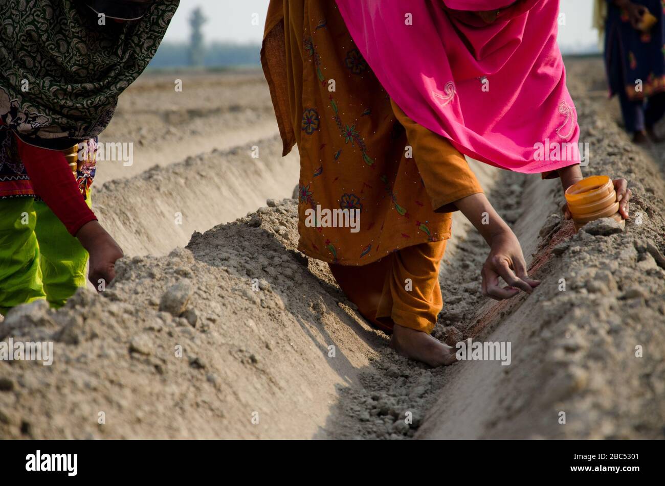 Frauen, die Maissamen auf einem Feld in Kasur, Punjab, Pakistan säen. Stockfoto