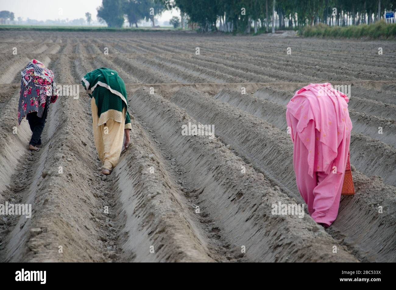 Frauen, die Maissamen auf einem Feld in Kasur, Punjab, Pakistan säen. Stockfoto