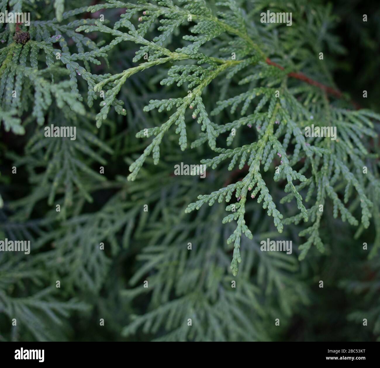 Ein Nahfoto des chinesischen Thuja hinterlsst, dessen lateinischer Name  Thuja sutchuenensis ist Stockfotografie - Alamy