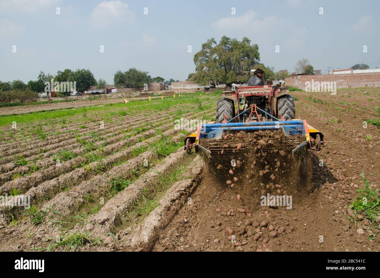 Ein Bauer, der eine Kartoffelerntemaschine im Distrikt Sharaqpur im pakistanischen Punjab verwendet. Stockfoto