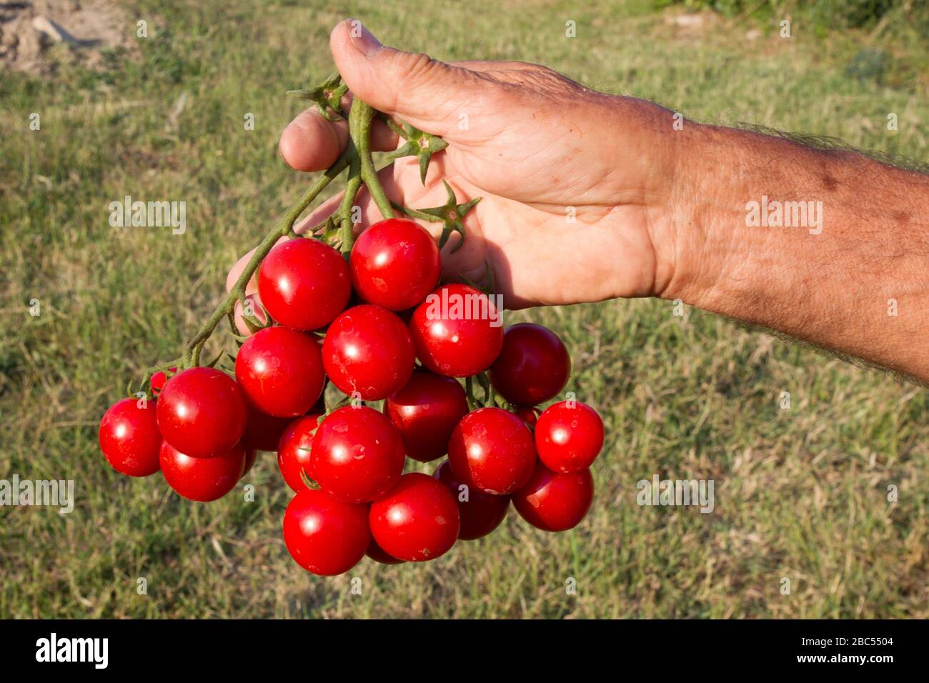 Tomatenbündel von einem Bauern Stockfoto