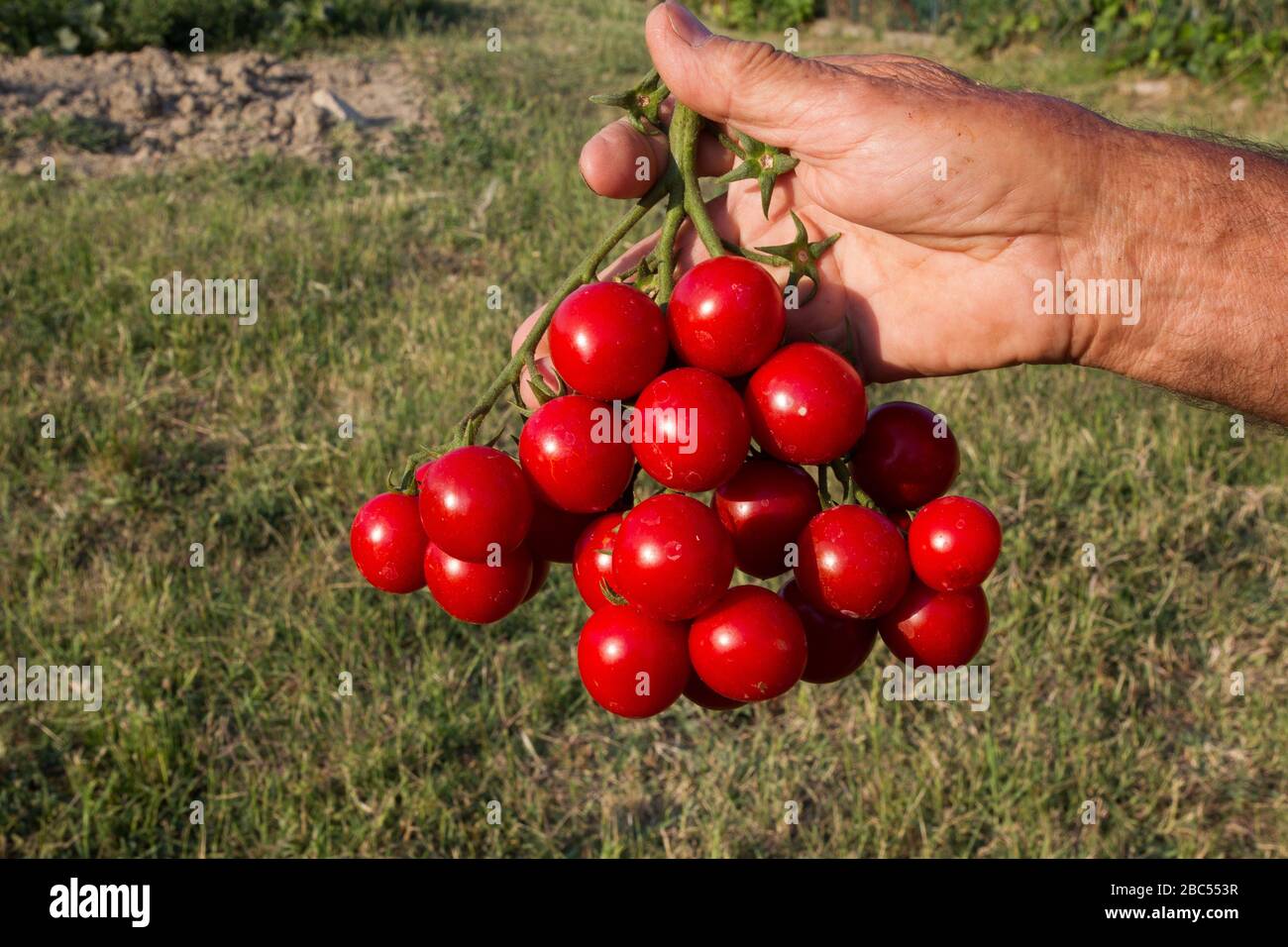 Tomatenbündel von einem Bauern Stockfoto
