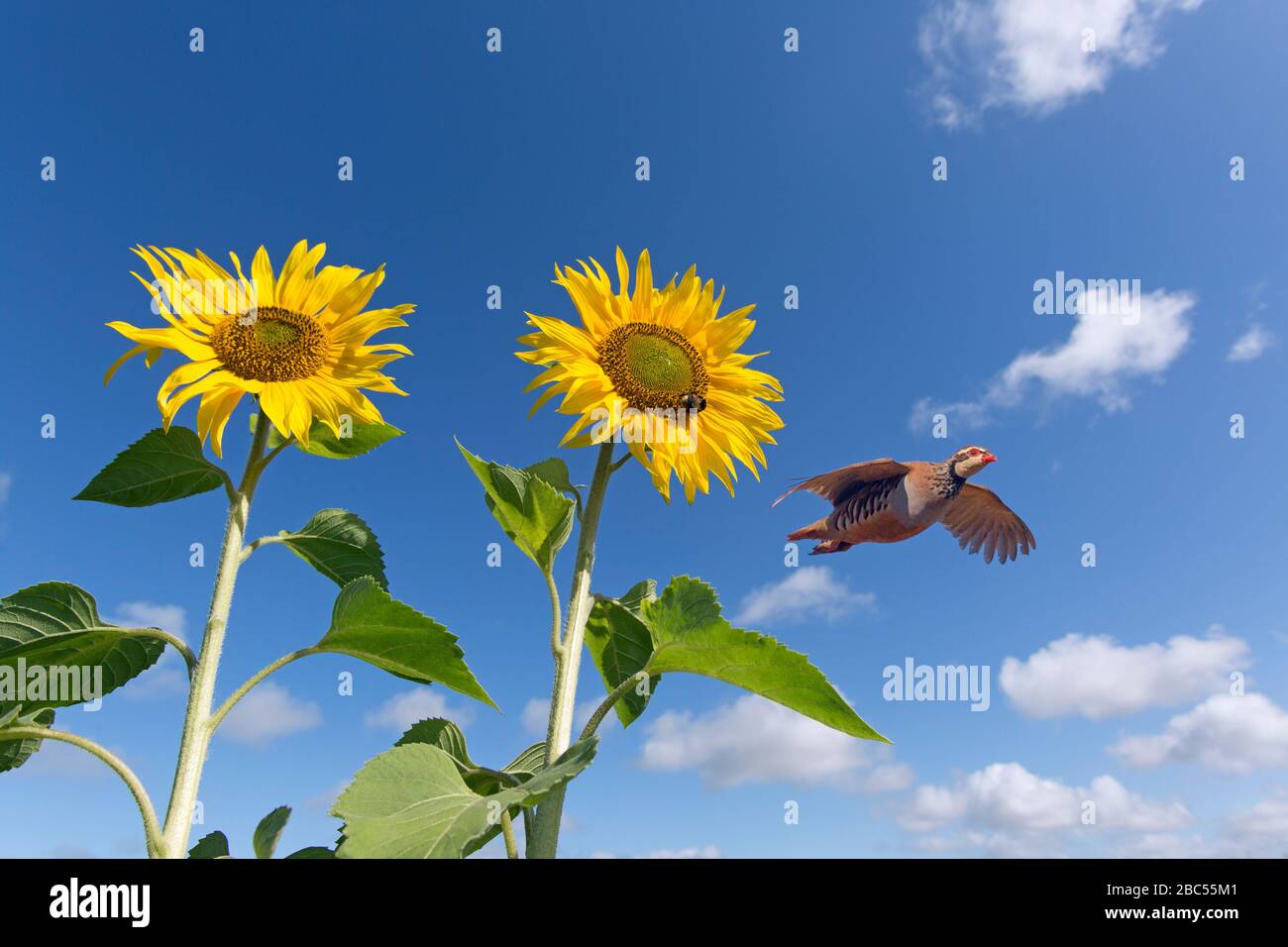 Rotbeinige Partridge Alectoris rufa fliegen über Sonnenblumen Norfolk (MONTAGE) Stockfoto