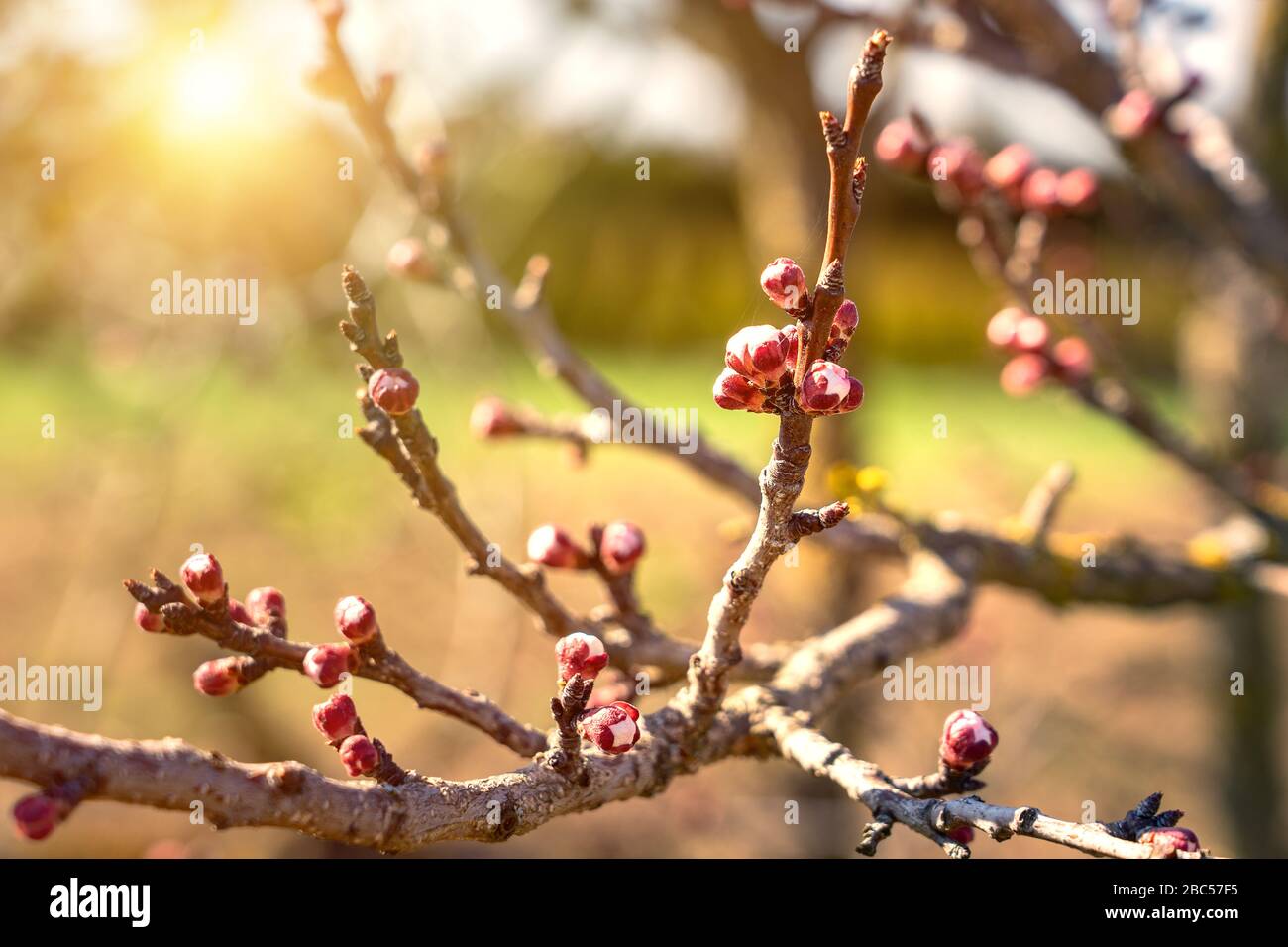 Pfirsich-Baumblume-Brötchen im Frühlings-Konzept der Sonneneinstrahlung Stockfoto