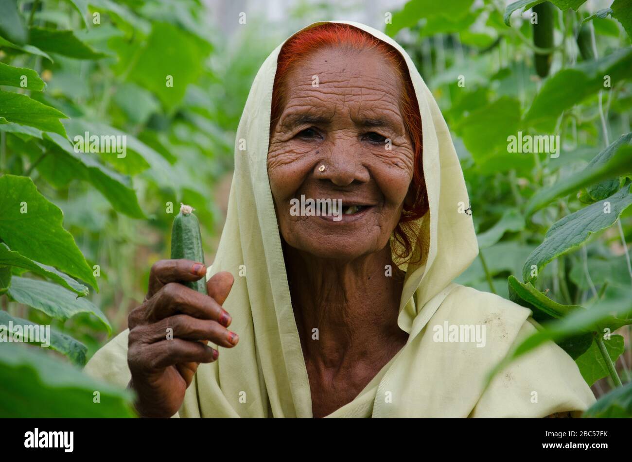 Zohra bibi, die eine Gurke hält, die sie gerade auf der Farm MA Agri in Faisalabad, Pakistan, ausgewählt hat. Stockfoto