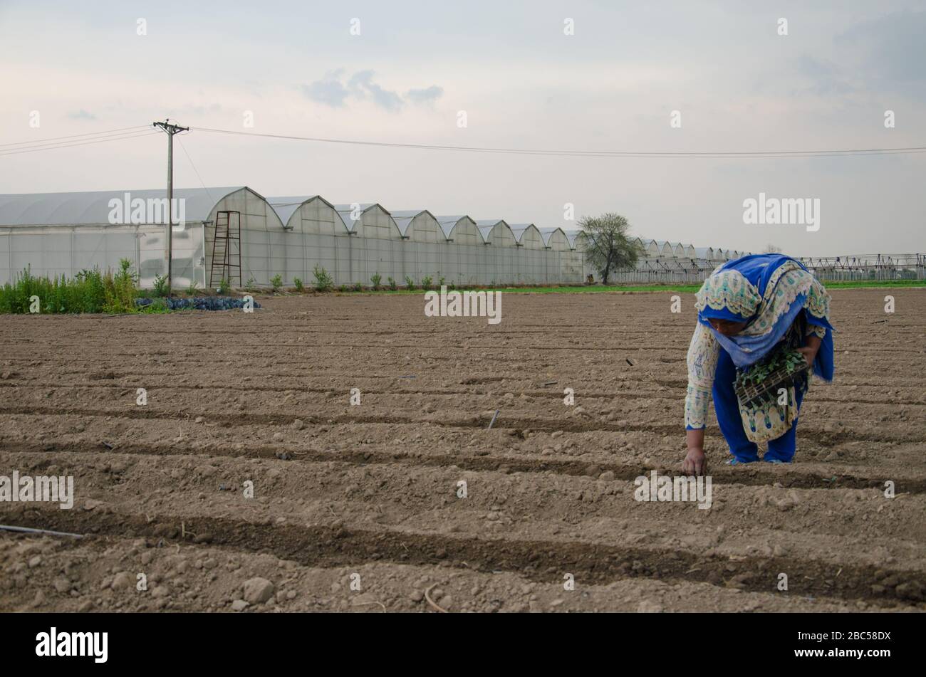 Frauen, die auf den Erdbeerfeldern in der MA Agri Farm in Faisalabad, Pakistan arbeiten. Stockfoto