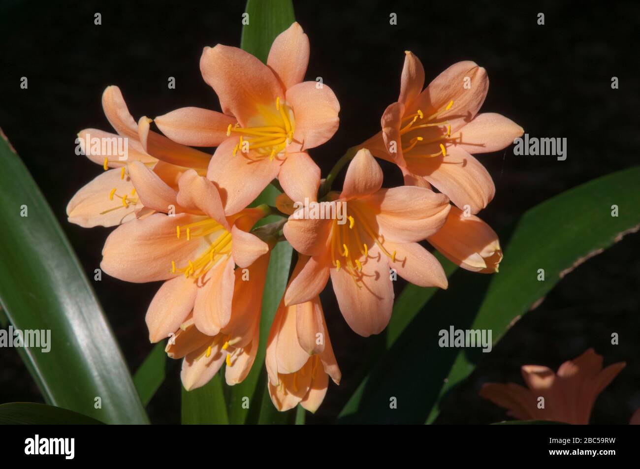 Sydney Australien, Blumenkopf einer in Südafrika und Swasiland heimischen Miniata-Pflanze mit pinkfarbenen Clivia Stockfoto