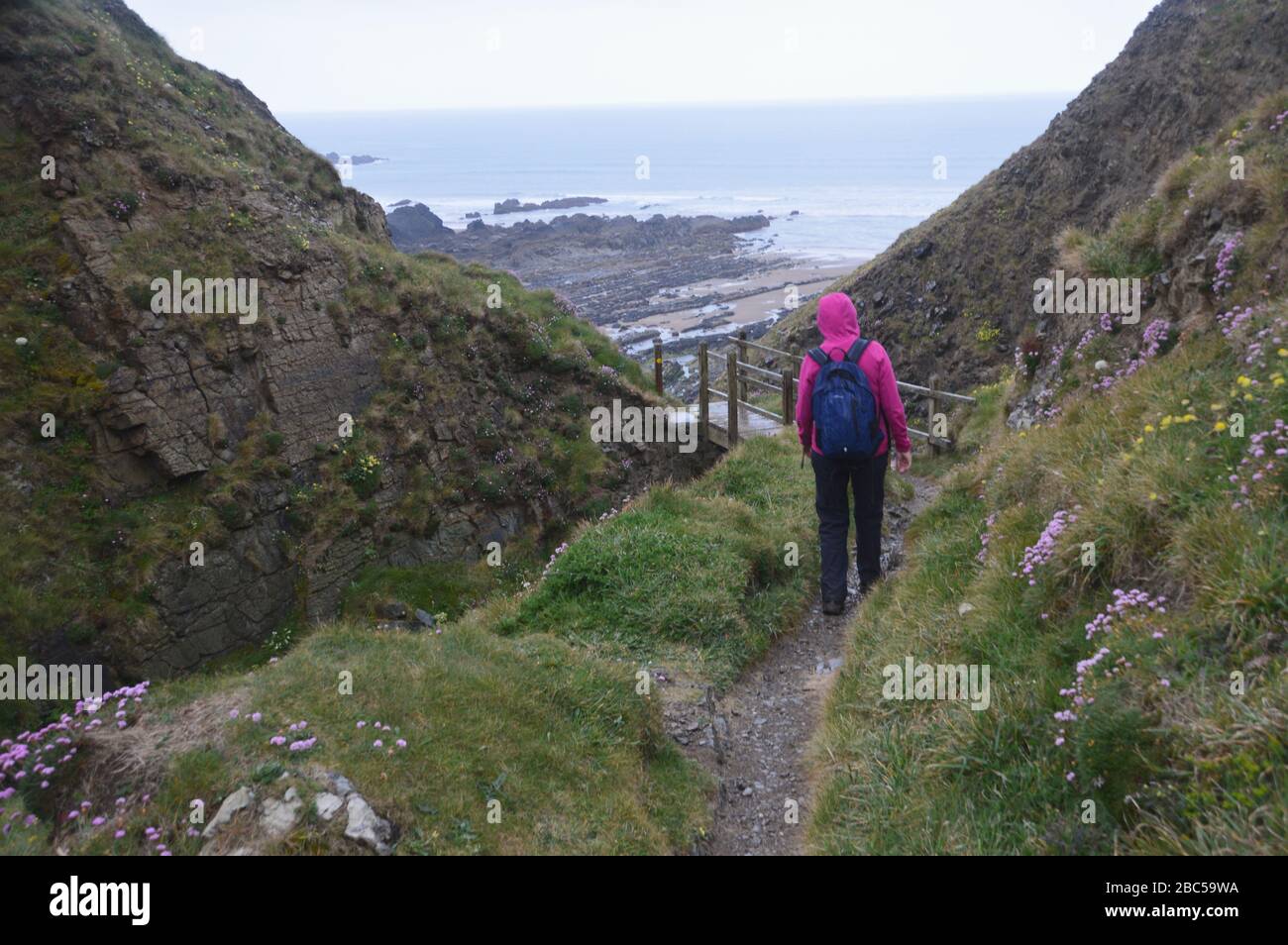 Einreisende Frau Wanderer zu Fuß auf dem Pfad in Richtung hölzerne Fußgängerbrücke an der Stanbury-Mündung auf dem South West Coastal Path, North Cornwall, England, Großbritannien. Stockfoto