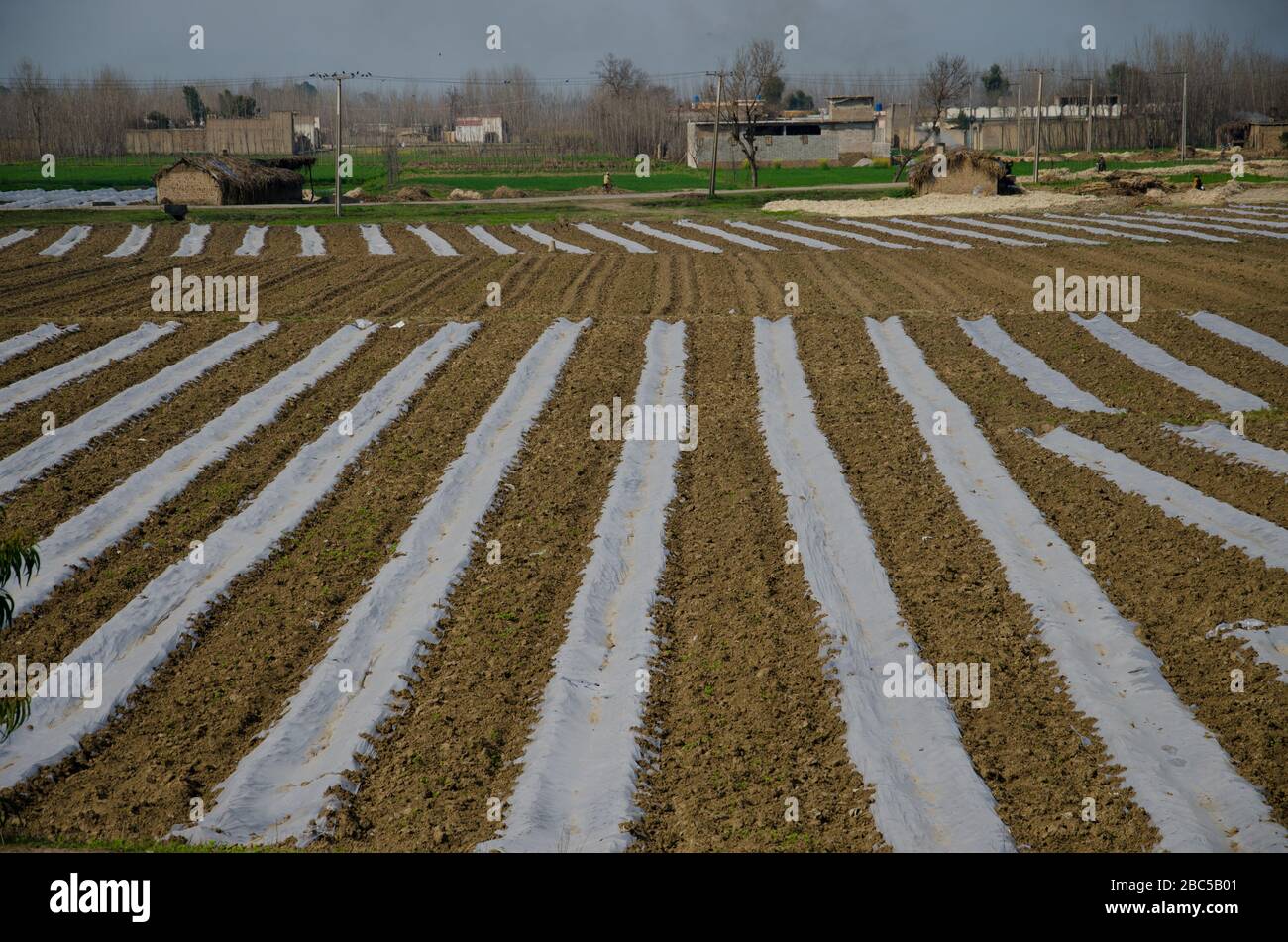 Mulchbewässerung wird von Landwirten in der KPK-Provinz in Pakistan verwendet. Stockfoto