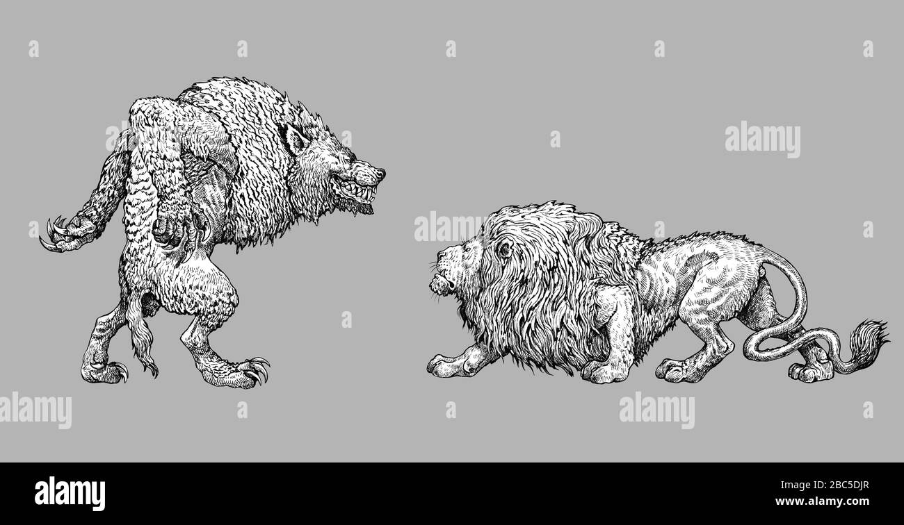 Darstellung des Werwolfs des Monsters. Nemeischer Löwe und Werwolf Anatomievergleich. Fantasy-Zeichnung. Stockfoto