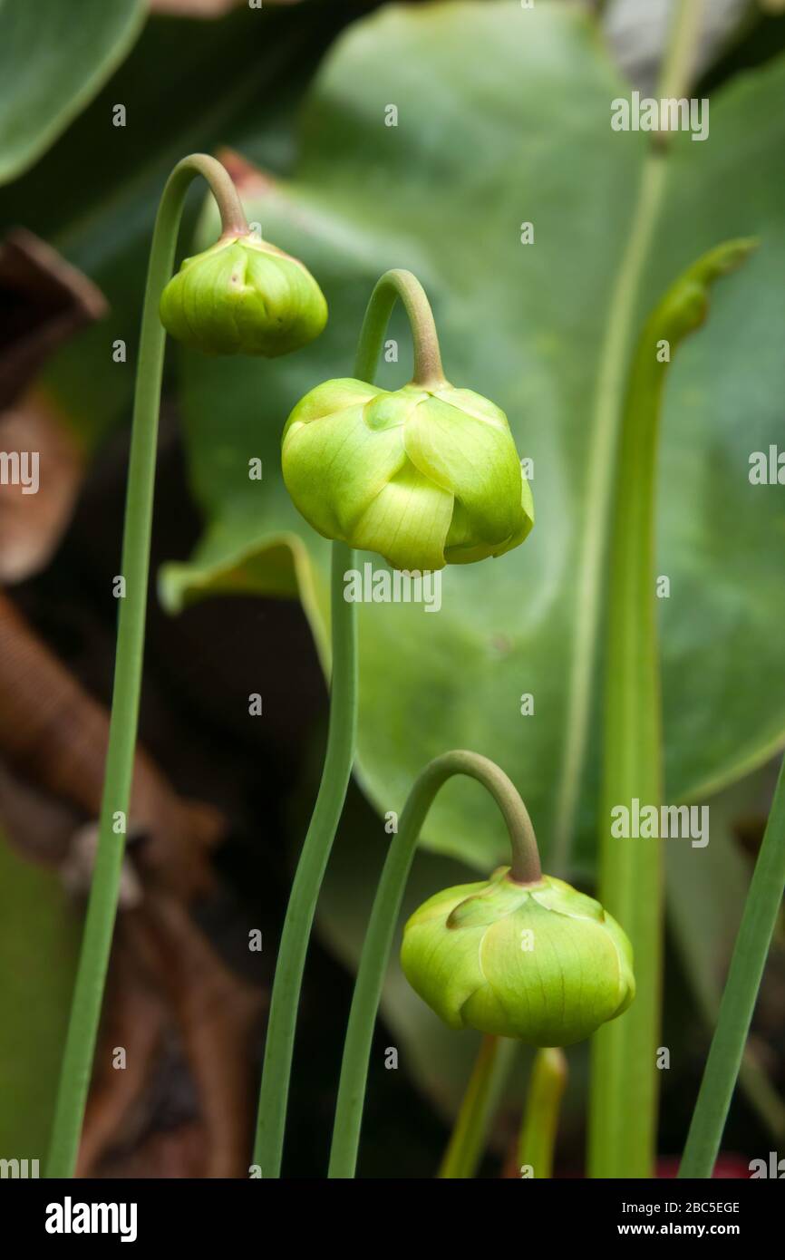 Sydney Australien, ungeöffnete Blumenköpfe einer sarracenia Pflanzen im Garten Stockfoto