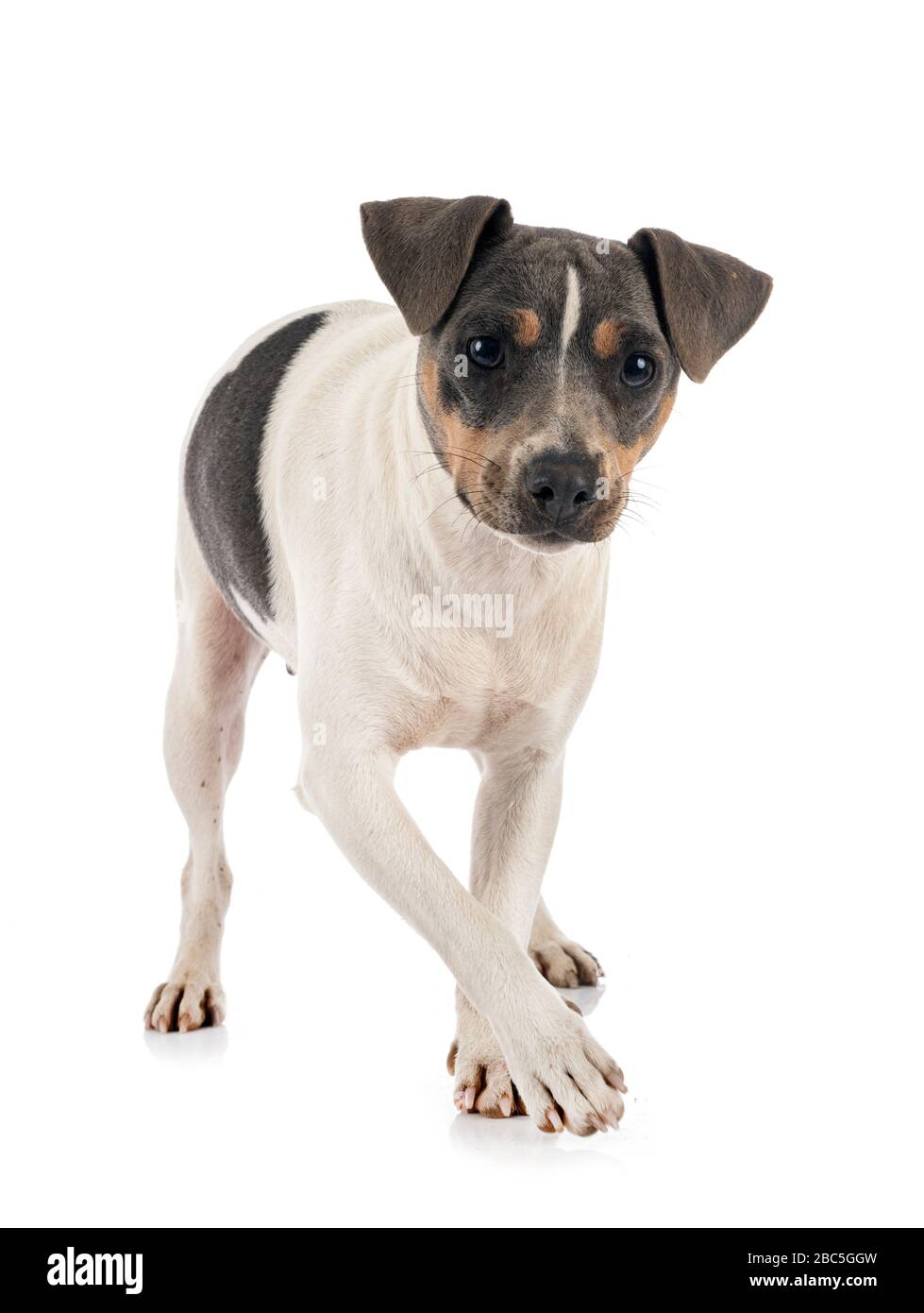 Brasilianischer Terrier Vor Weissem Hintergrund Stockfotografie Alamy